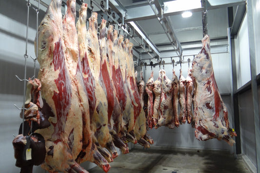 sides of beef hanging in a walk in cold room 