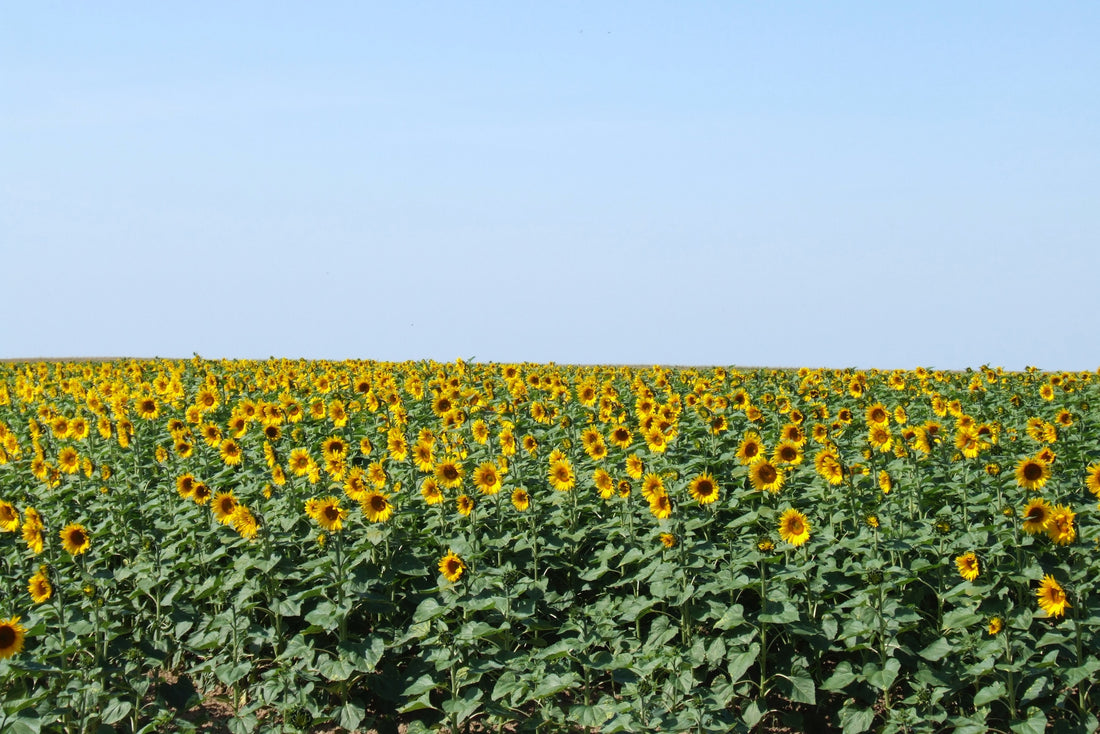 sunflowers in a field under a blue sky