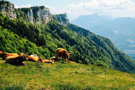 Do We Sell Grass Fed Beef?