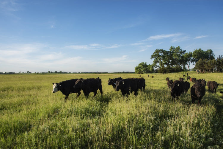Grass Fed Beef