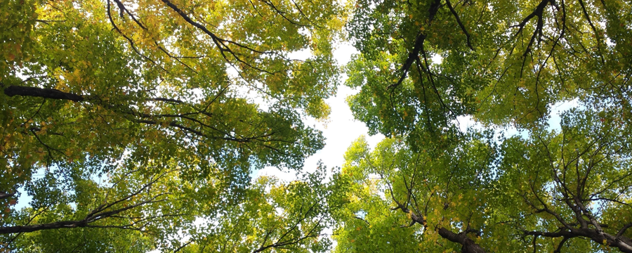Carbon Management