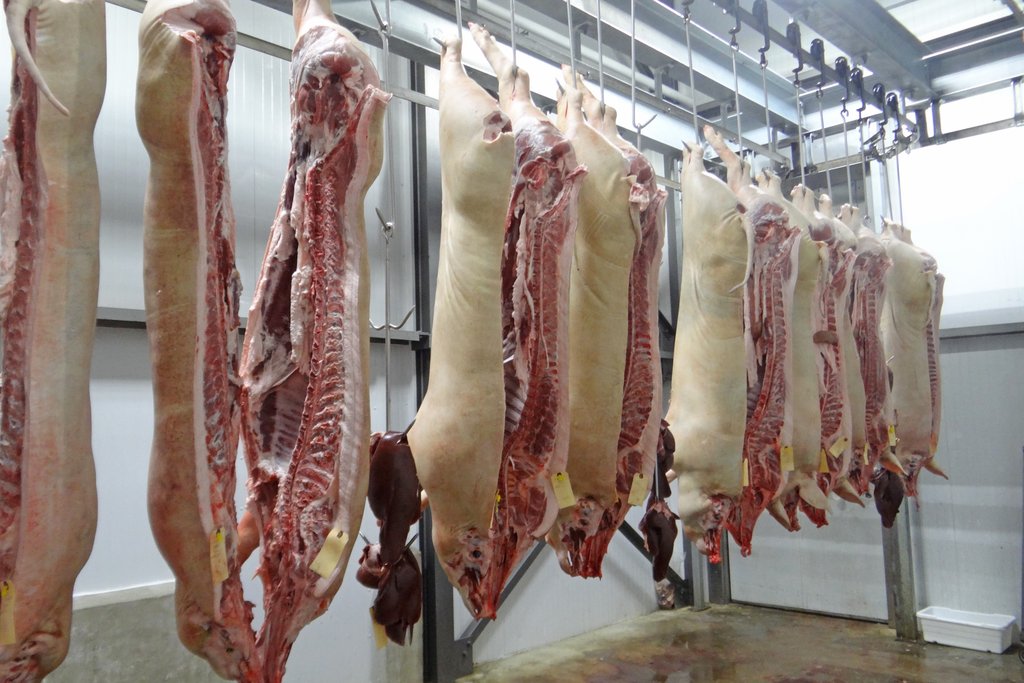 sides of pork hanging in a walk in cold room