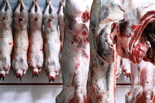 Whole lamb carcasses hanging in large walk in chiller
